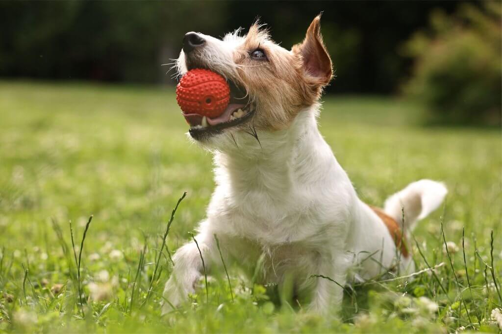 A happy dog playing with a red ball in the lush green grass at the pet-friendly Exchange at NoDa in Charlotte.
