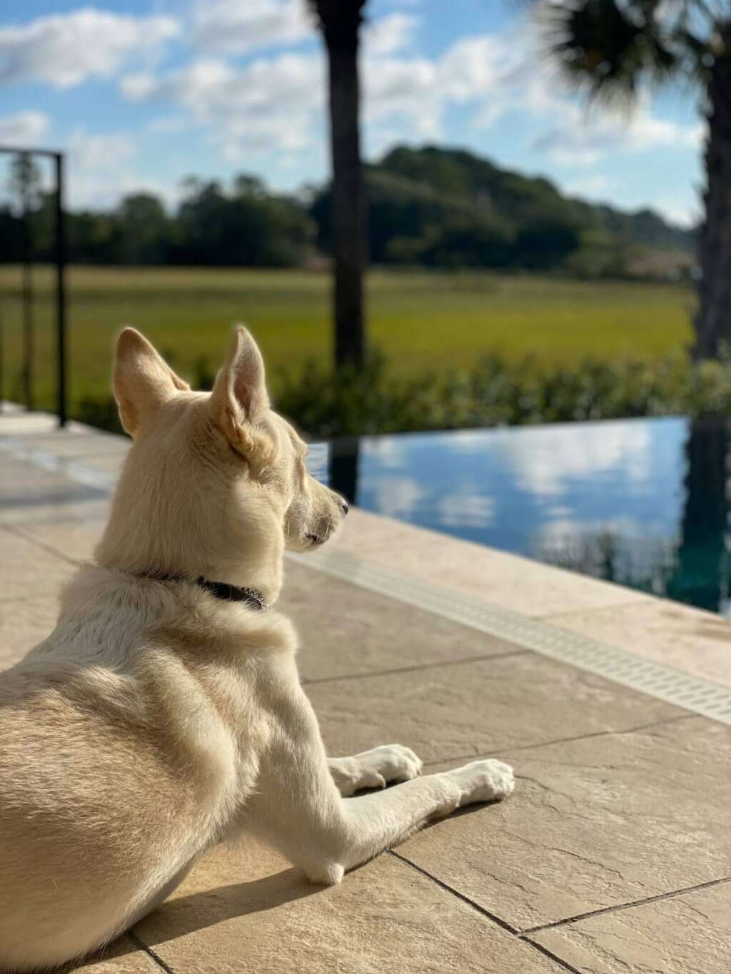 Dog sitting on deck